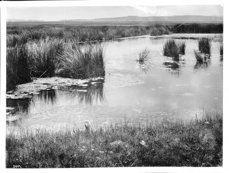 Photograph of a spring of water near San Rafael, New Mexico, ca.1898. via Wikimedia Commons